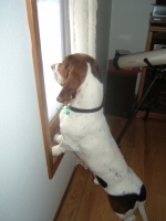 tealcthebasset's Profile