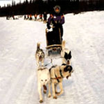 Rona Cant - Secretary on a Dog sledding trip in the Arctic